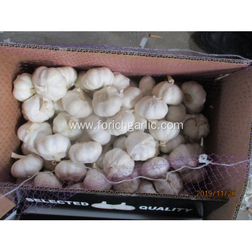 Best Quality Fresh Crop 2019 Pure White Garlic